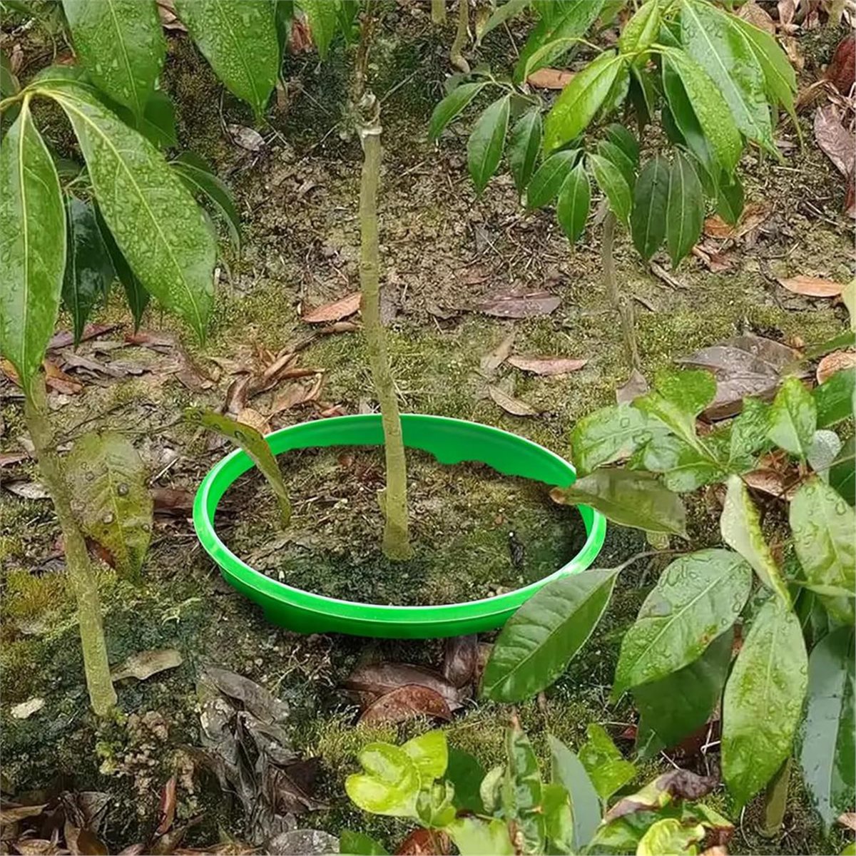 Big Discount 4 Plant Guard Rin - Gardening Tools Big recension och pris